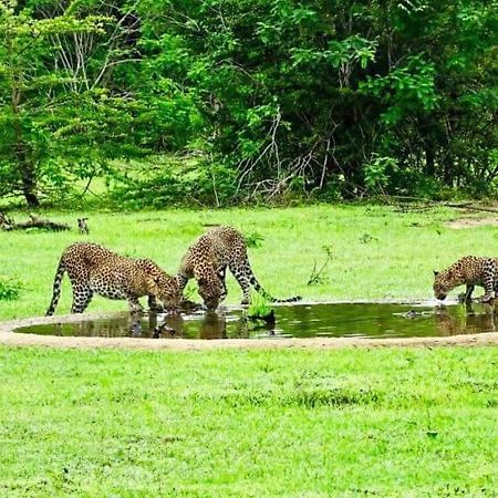 ホテル Yala Leopard Mobile Camp エクステリア 写真