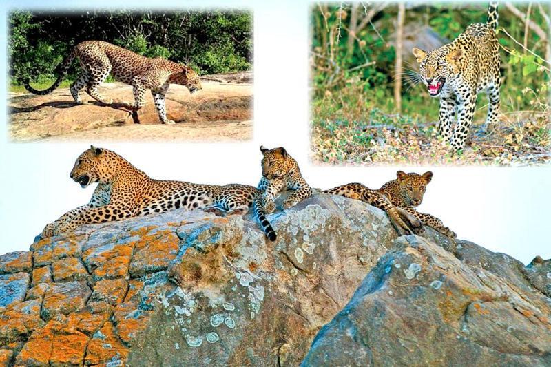 ホテル Yala Leopard Mobile Camp エクステリア 写真