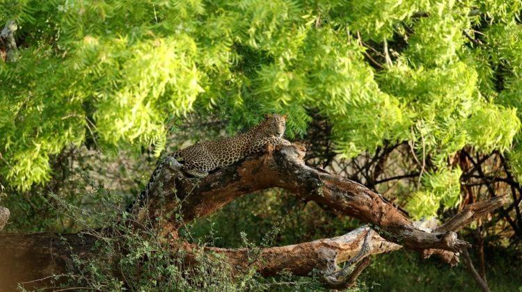 ホテル Yala Leopard Mobile Camp エクステリア 写真