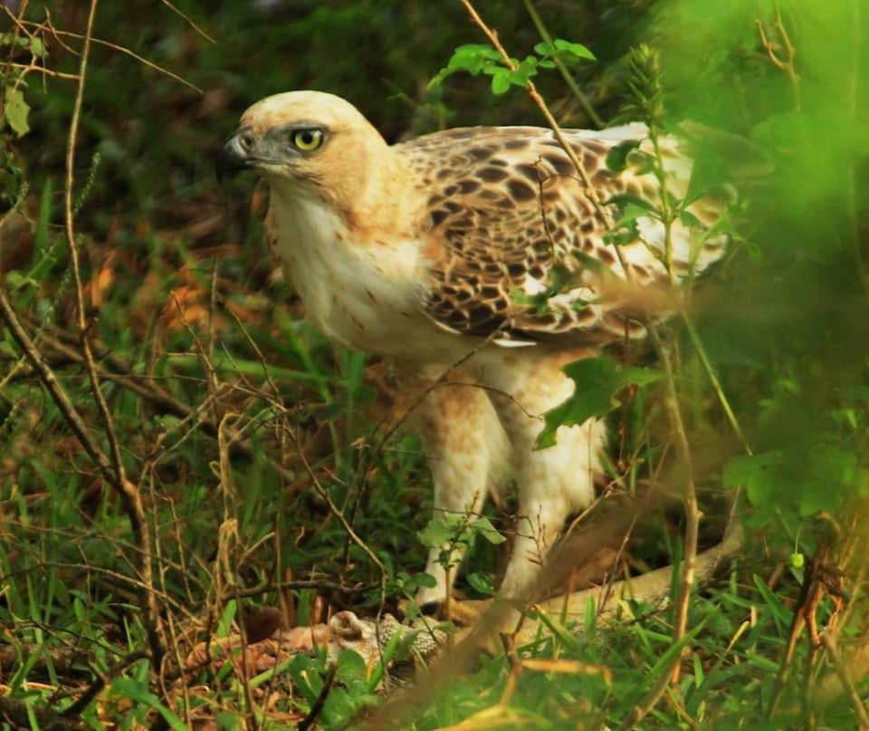 ホテル Yala Leopard Mobile Camp エクステリア 写真