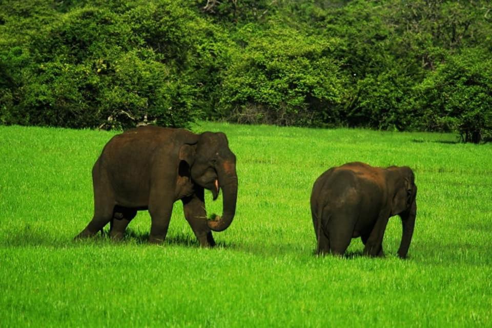 ホテル Yala Leopard Mobile Camp エクステリア 写真
